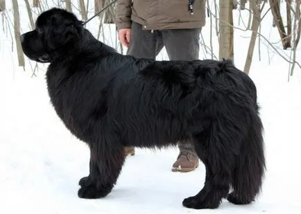 Newfoundland (dog) - a leírás, fotók, árak kölyök ellátás, Newfoundland (dog) - a leírás, fotók, árak kölyök ellátás