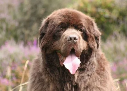 Newfoundland fotó, fajta leírás, természet, gondoskodás, videó Newfoundland fotó, fajta leírás, természet, gondoskodás, videó