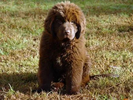 Newfoundland fajta kutya vagy búvár (hím átlagos szuka) Newfoundland fajta kutya vagy búvár