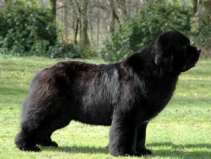 Newfoundland Newfoundland fotó vásárolnak olcsó, így, olcsó eladási szabad Newfoundland