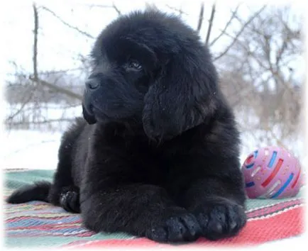Newfoundland fotó, betű, leírás, fajta betegség, a gondozás és vélemények