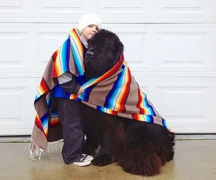 Newfoundland fotó, kutyafajta leírása búvár szabványok (búvár) Newfoundland fotó, kutyafajta leírása búvár előírások