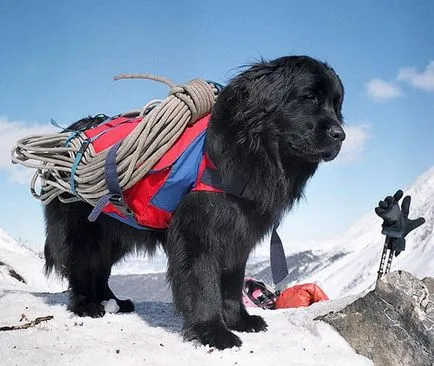 Newfoundland (búvár) leírása kutyafajták, kölyök kiválasztása és árak