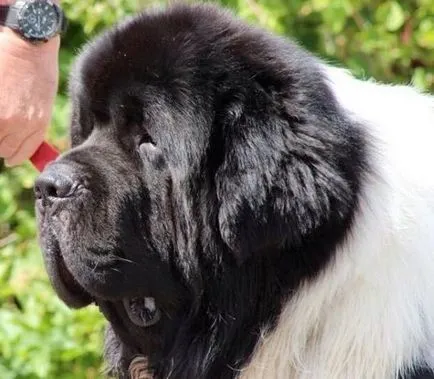 Newfoundland fotó, fajta leírás, természet, gondoskodás, video (a nagy fekete medve kutya) Newfoundland fotó, fajta leírás, természet, gondoskodás, videó
