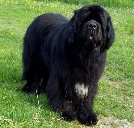 Newfoundland fotó, fajta leírás, természet, gondoskodás, video (a nagy fekete medve) Newfoundland fotó, fajta leírás, természet, gondoskodás, videó