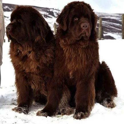 Newfoundland, egy jó óriás