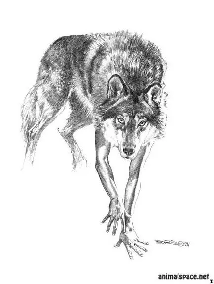 Farkasember - hírek az állatokról, ritka állatok és mitikus állatok (vérfarkasok) Farkasember - hírek az állatokról, ritka állatok és mitikus állatok