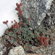 Sedum fajok fajta, képek, növény kert
