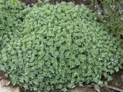 Sedum ültetés és gondozás fotó, reprodukció, gyógyító tulajdonságait