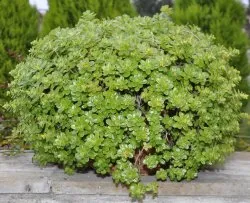 Sedum ültetés és gondozás fotó, reprodukció, gyógyító tulajdonságait