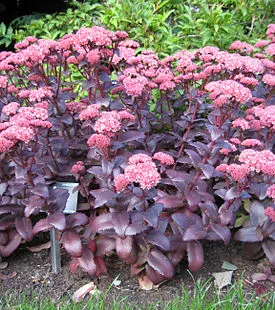 stonecrop közönséges
