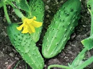 Gherkin - a titkait növekvő