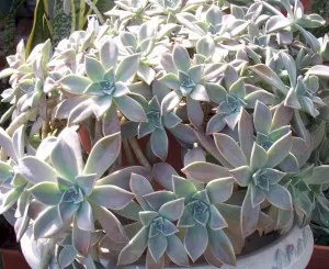 Sedum szoba, dachnoe királyság (gyep sátorlap homok) Stonecrop szoba, faház királyság