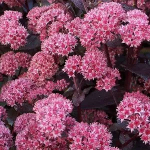 Sedum szoba, dachnoe királyság (levél föld homok) Stonecrop szoba, faház királyság