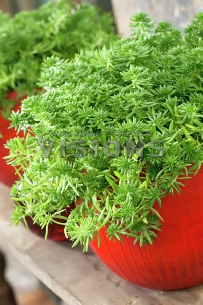 Sedum fajok ültetési és gondozási Photo