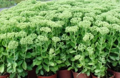 Stonecrop nagy leírása növények gyógyító tulajdonságai, karbantartási szabályok, szaporodás és fotó (kövirózsa nagy gyógyászati tulajdonságokkal) Stonecrop nagy leírása növények, gyógyszer tulajdonságait, szabályok ellátás, reprodukció és fotó
