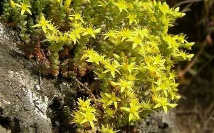 Stonecrop - ültetés és ápolási otthon, tenyésztés, fajok, fotók, hogyan kell gondoskodni stonecrop