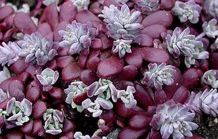 Stonecrop - ültetés és ápolási otthon, tenyésztés, fajok, fotók, hogyan kell gondoskodni stonecrop