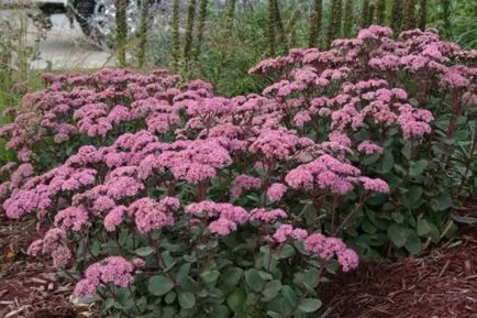 Sedum prominens megfelelő ültetési és gondozási neki otthon (szedum kiemelkedő matróna) Sedum prominens megfelelő ültetés és törődnek vele otthon