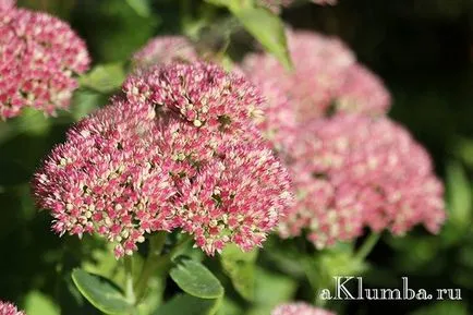 Stonecrop hasznos tulajdonságok, telepítése és gondozása stonecrop