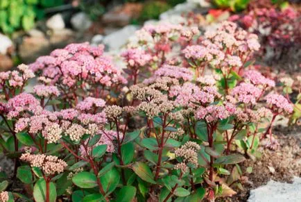 Sedum prominens megfelelő ültetés és törődnek vele otthon (home) Sedum prominens megfelelő ültetés és törődnek vele otthon