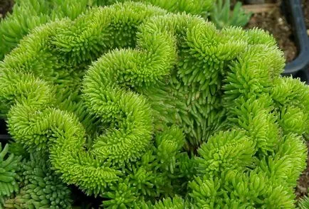 Stonecrop hasznos tulajdonságokat és felhasználása a népi gyógyászatban (gyógyszer) Kövirózsa hasznos tulajdonságai és használata a népi gyógyászatban