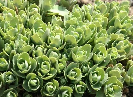 Sedum fajok ültetési és gondozási Photo