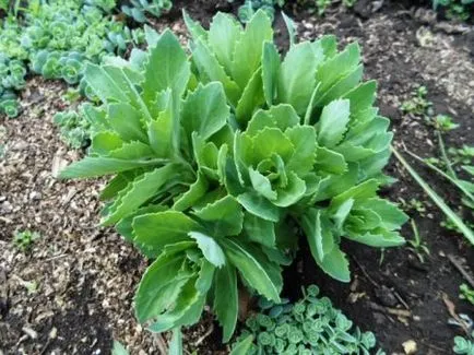 Stonecrop vagy Sedum
