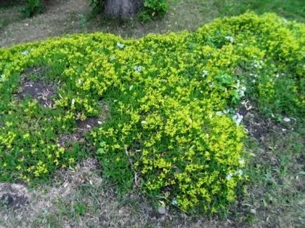 Stonecrop vagy Sedum