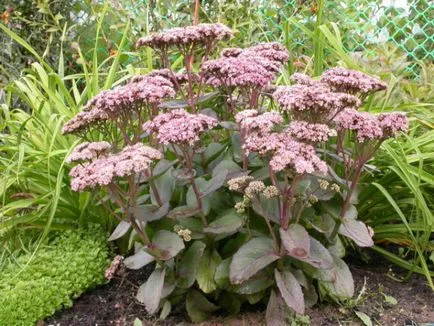 Sedum prominens megfelelő ültetés és törődnek vele otthon (kövirózsa matróna fotó) Sedum prominens megfelelő ültetés és törődnek vele otthon