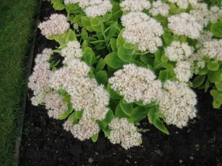 Sedum prominens megfelelő ültetési és gondozási neki otthon (szedum kiemelkedő szaporodás) Sedum prominens megfelelő ültetés és törődnek vele otthon