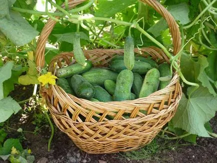 Uborka ültetés, gondozás, termesztés, fajták (uborka ellátás) Uborka ültetés, gondozás, termesztés, fajták