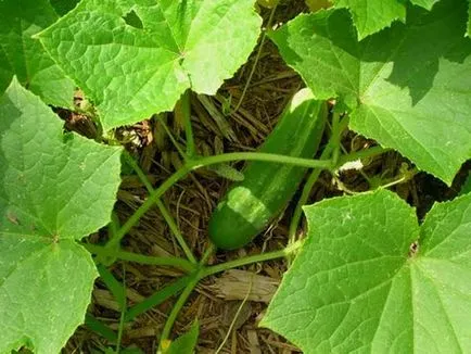 Gherkin - a titkait növekvő