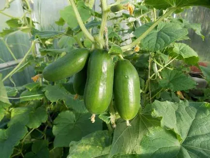 Uborka ültetés, gondozás, termesztés, grade (az üvegházhatást okozó uborka) Uborka ültetés, gondozás, termesztés, fajták