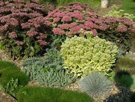 Sedum fajok ültetési és gondozási Photo