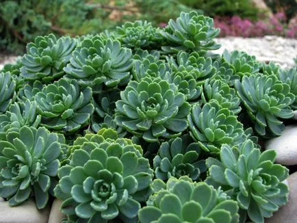 Sedum fajok ültetési és gondozási Photo
