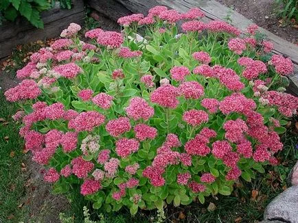 Sedum prominens megfelelő ültetési és gondozási neki otthon (kövirózsa Care kiemelkedő fotó) Sedum prominens megfelelő ültetés és törődnek vele otthon