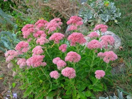 Stonecrop lila csoda-növény a kertemben (kövirózsa gyógynövény kivonat) Kövirózsa lila csoda-növény a kertemben