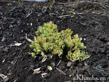 Stonecrop hasznos tulajdonságok, telepítése és gondozása stonecrop