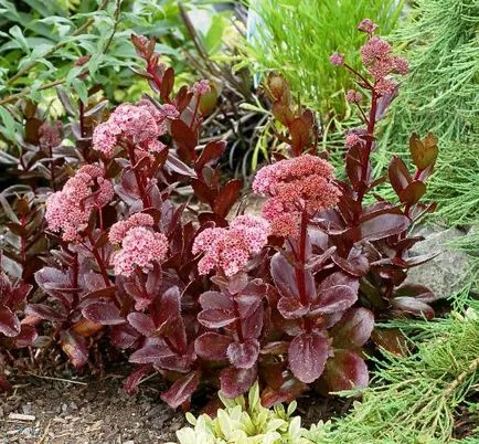 Sedum kiemelkedő ellátás, fajta, tenyésztés, fotók