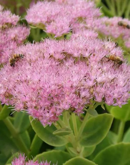 Sedum kiemelkedő ellátás, fajta, tenyésztés, fotók