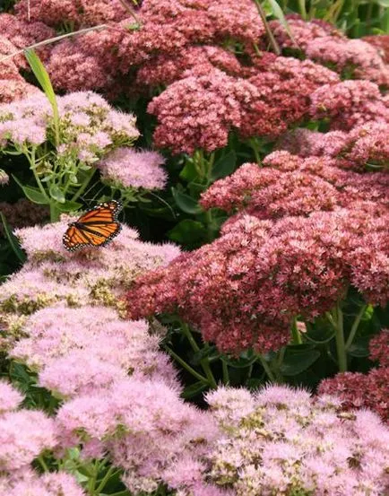 Sedum kiemelkedő ellátás, fajta, tenyésztés, fotók