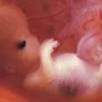 A fő cél a gyógyító egészségügyi post (FAP), az egészségügy és az orvostudomány