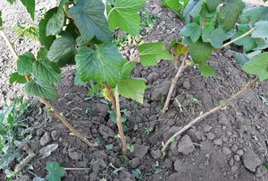 Jellemzők ribizli növekvő tavasszal, érdekel a tél bogyó