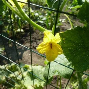 Jellemzői beporzás uborka szabadföldön és üvegházban - kert gond nélkül (uborka) Jellemzői beporzás uborka szabadföldön és üvegházban - kert gond nélkül