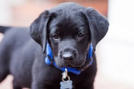 Eredeti beállítások hívni Labrador lány és egy fiú, a legjobb beceneveket Eredeti beállítások hívni Labrador lány és egy fiú, a legjobb beceneveket
