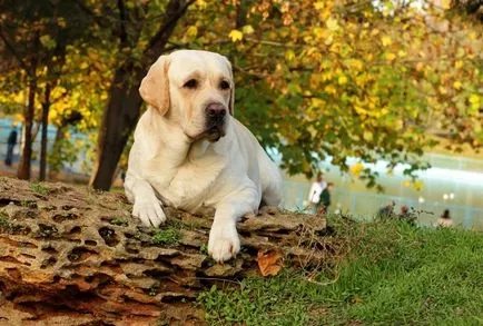 Eredeti beállítások hívni Labrador lány és egy fiú, a legjobb beceneveket (becenevet) Eredeti beállítások hívni Labrador lány és egy fiú, a legjobb beceneveket
