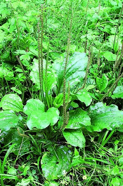 Határozza meg, és javítja a talaj a területen (rész) Mérni és javítani a talaj a helyszínen