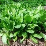 Növekvő sóska mag - egy korai zöldek, mint a kertben