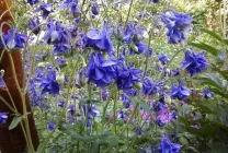 Növekvő aquilegia (65 fotó) ültetés és gondozás, a nyílt terepen, osztály, otthon, honnan